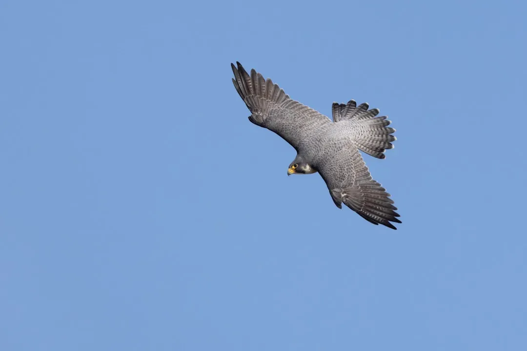 Peregrine Falcon: The Fastest Animal on Earth Flies Back (Image Credits: Unsplash)