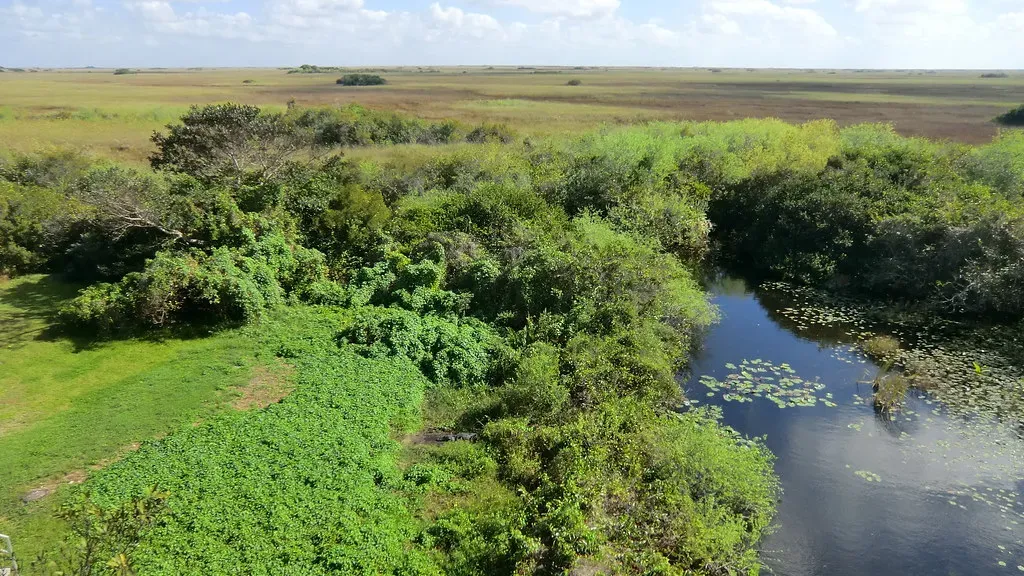Shaping Vegetation and Wetland Health Indirectly (Image Credits: Flickr)