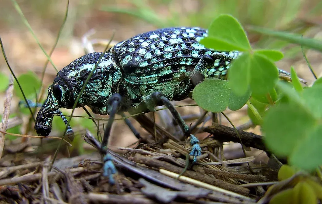 #11 - The Diamond Weevil Has Scales Like Tiny Crystal Facets (ibsut, Flickr, CC BY 2.0)