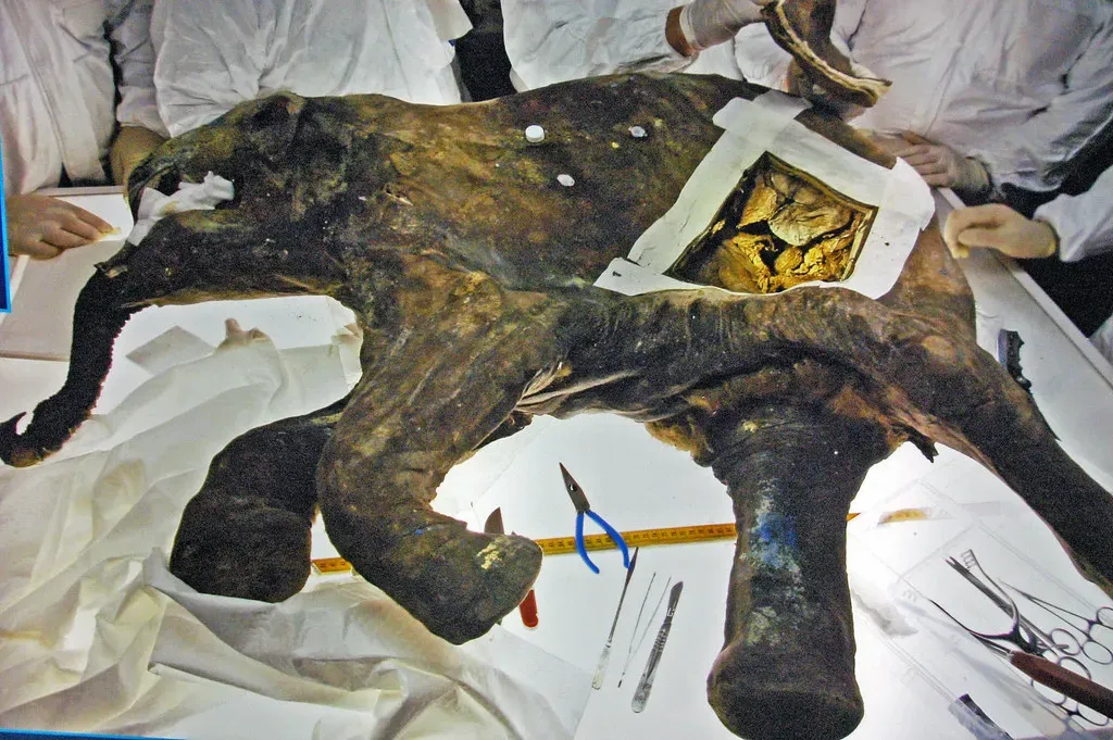 #7 - Woolly Mammoths With Overly Neat, Cartoon Fur Coats (James St. John, Flickr, CC BY 2.0)