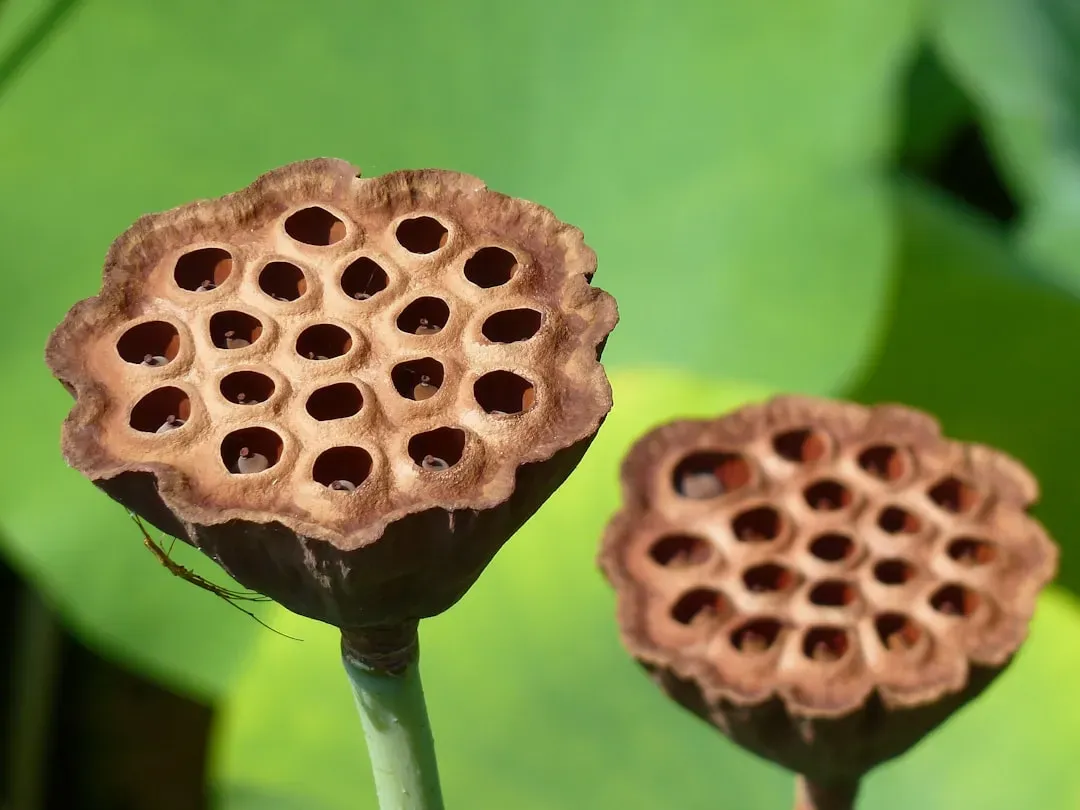 #6 - Its Five Ancient Siblings Prove This Wasn't Just a Fluke (Image Credits: Unsplash)