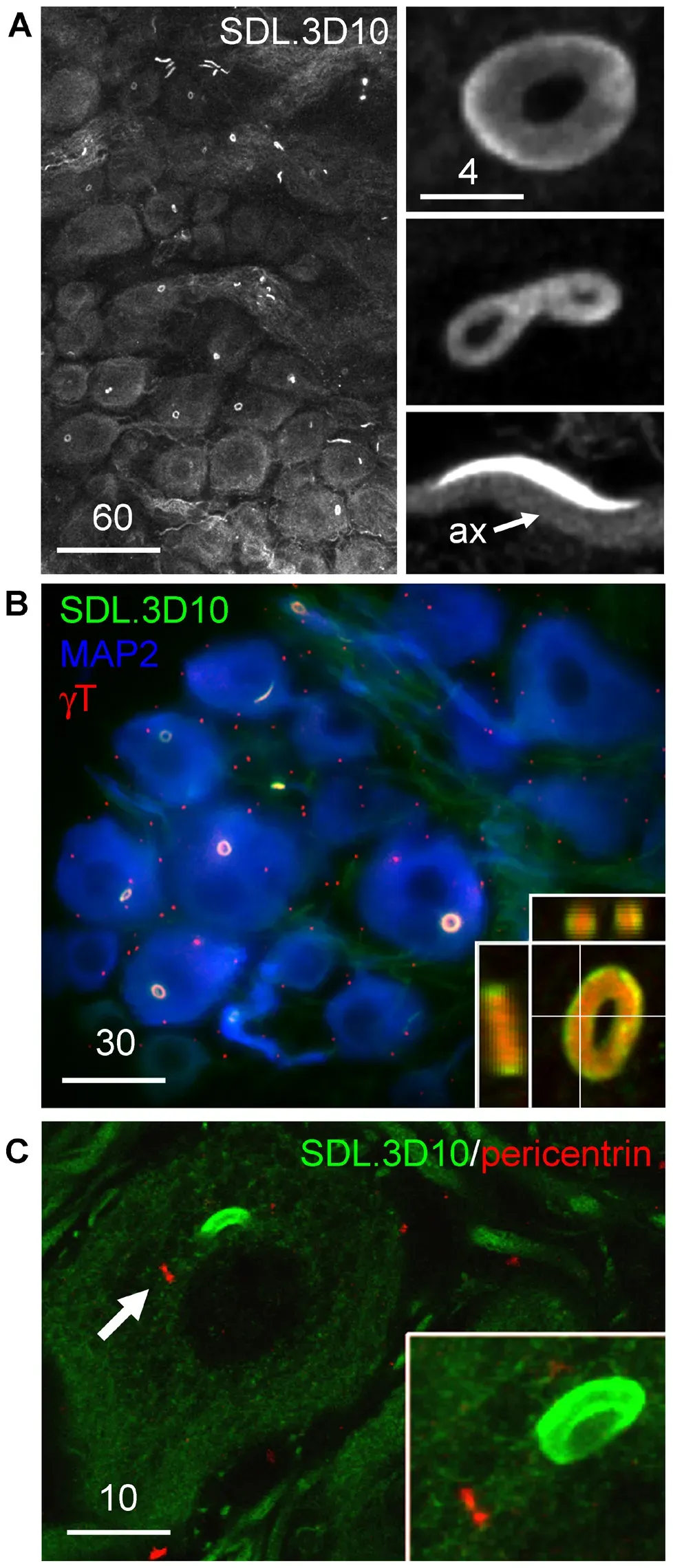 Microtubules, Spacetime, and the Push for a Quantum-Consciousness Link (Image Credits: Wikimedia)