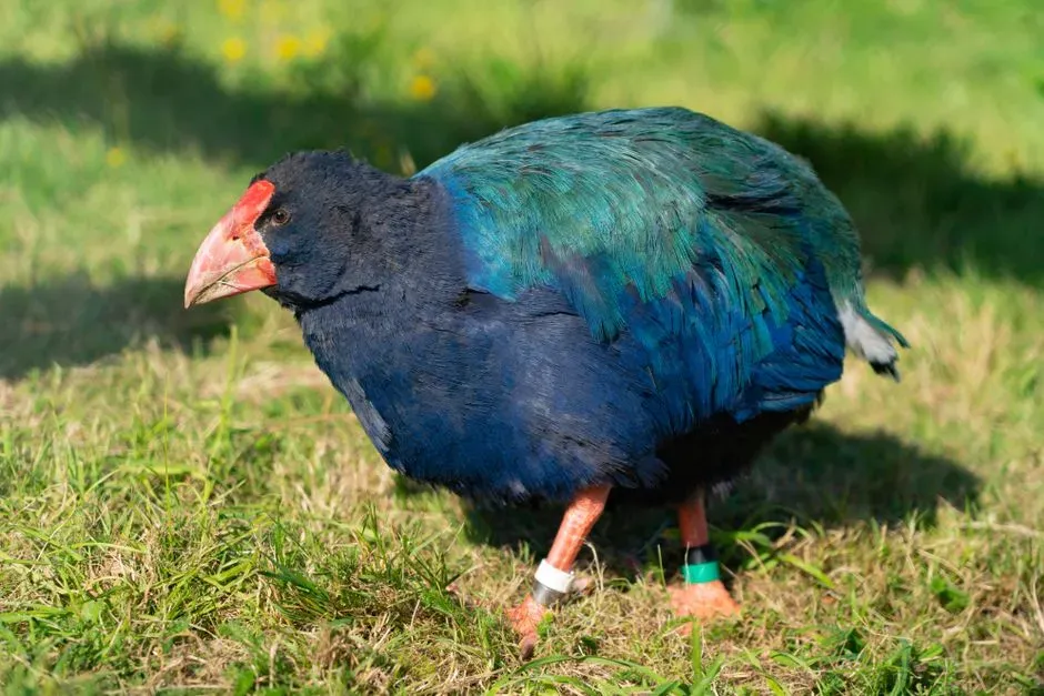 #12 - New Zealand Takahe: From “Extinct” To Tourist Attraction (Image Credits: Pexels)