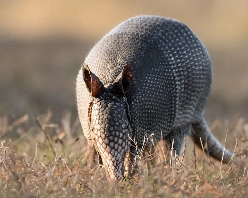 #2 Taurus – Armadillo: The Grounded Protector (Image Credits: Pexels)