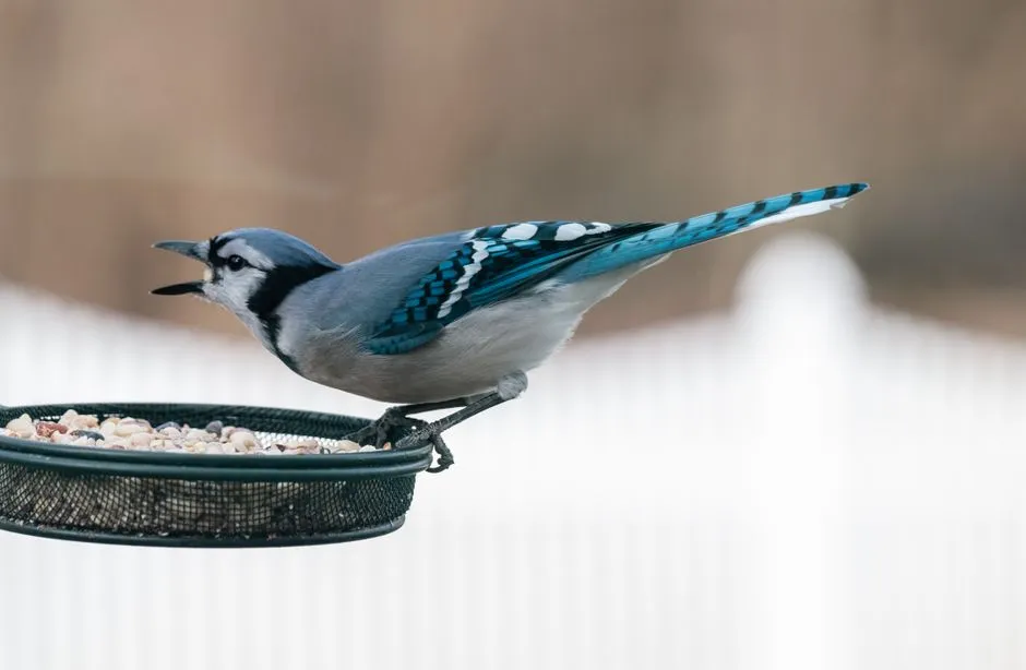 9. The Sudden, Raspy Screech of a Blue Jay (Image Credits: Pexels)