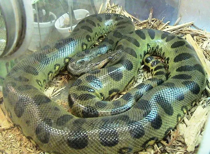 #9 - The Giant Anaconda Split in Two (Photograph by LA Dawson, CC BY-SA 2.5)