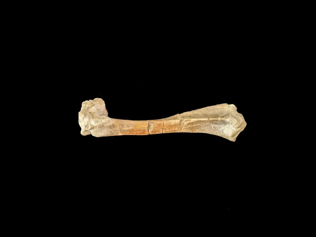 #11 - The "Human" Femur Found Below a Coal Seam (Image Credits: Unsplash)