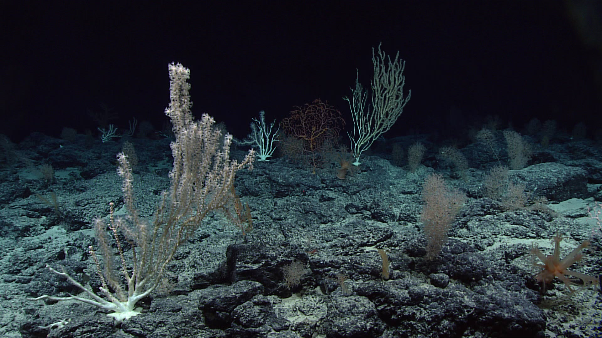 Rock Gardens That Breathe Underwater (Image Credits: Wikimedia)