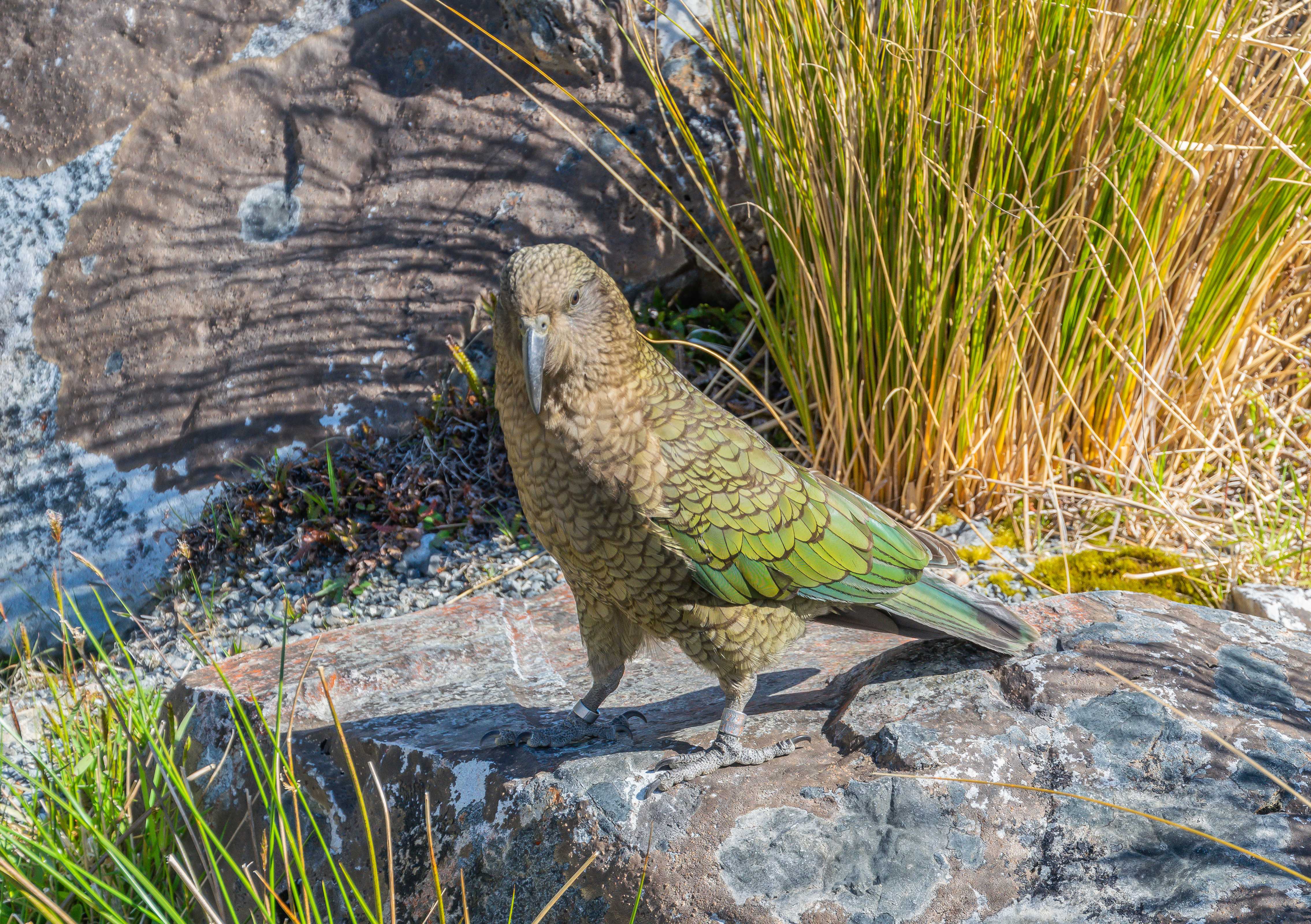 Global Perspectives (Image Credits: Wikimedia)