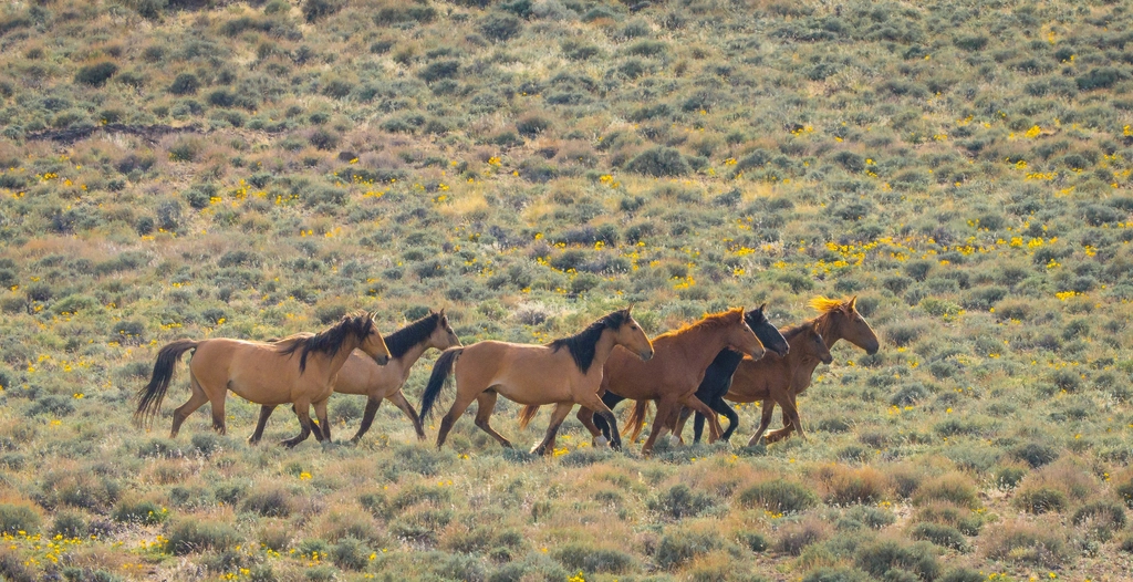 Sagittarius Rising: The Free-spirited Horse (Image Credits: Rawpixel)