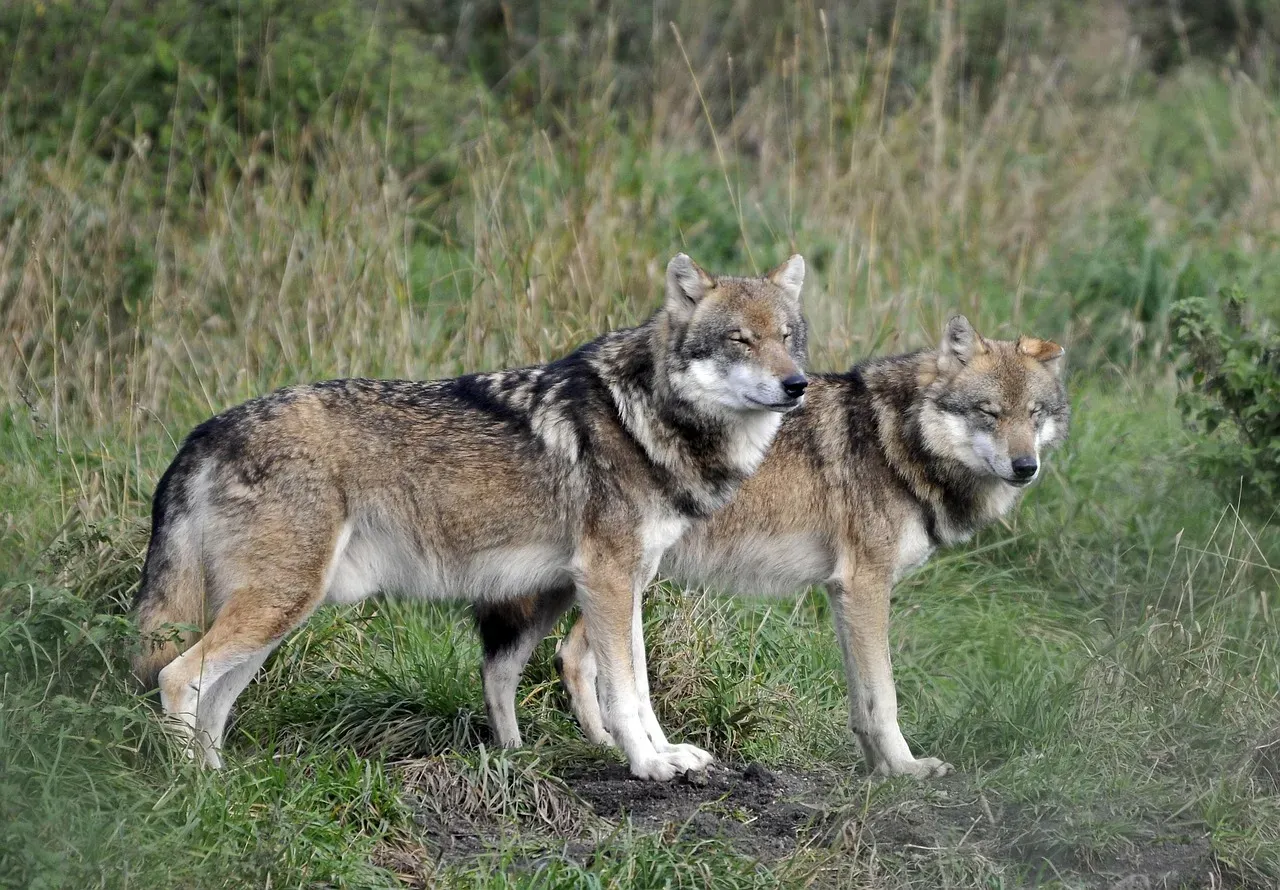How Animal Narratives Let Us Say the Unsayable About Humans (Image Credits: Pixabay)