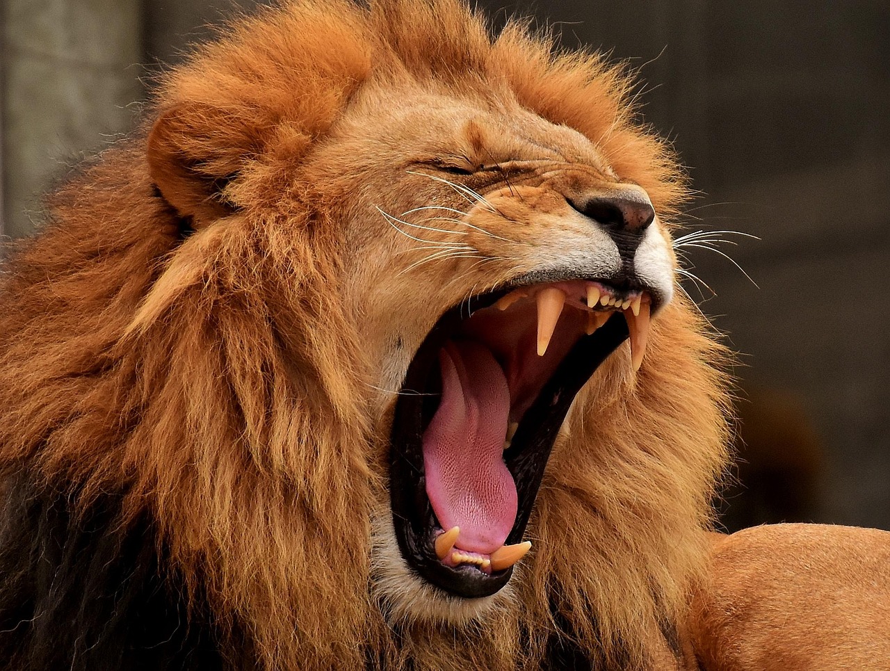 The Lion's Roar: Leo's Big Cat Supremacy (Image Credits: Pixabay)