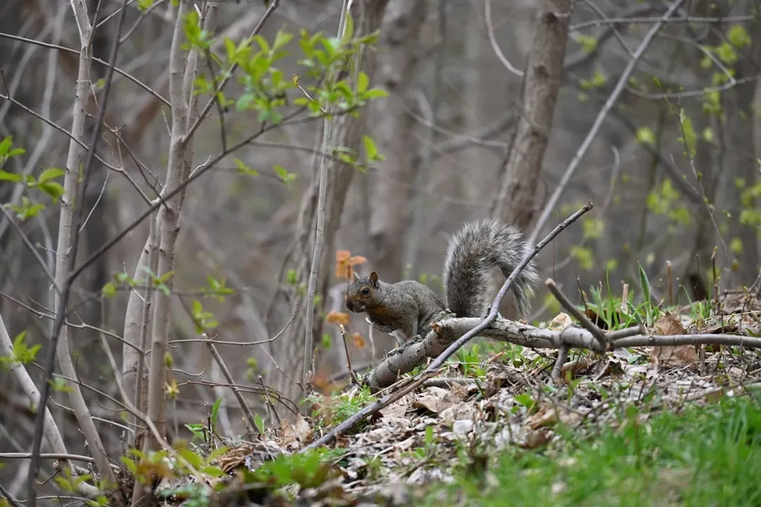 Why It Matters: Wildlife as Early Warning Systems for Our Own Future (Image Credits: Unsplash)