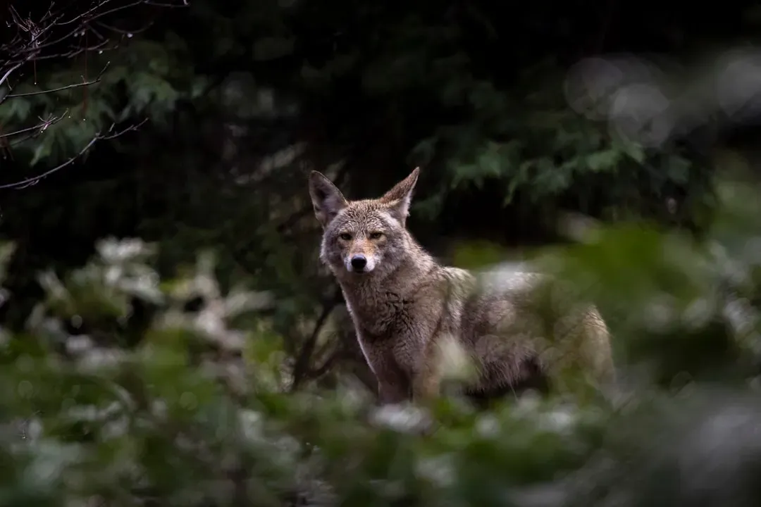 Why You’re Hearing Coyotes So Often Now (Image Credits: Unsplash)