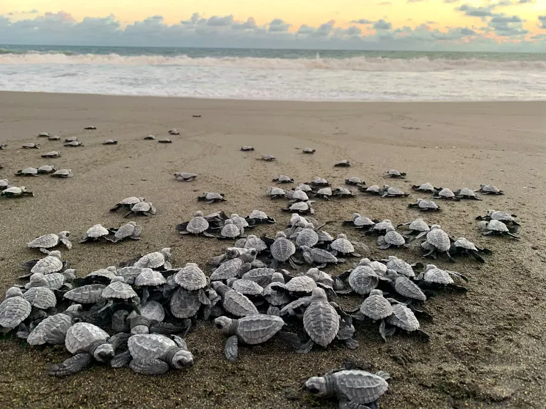 Sea Turtles: Tiny Hatchlings, Big Comebacks (Image Credits: Unsplash)