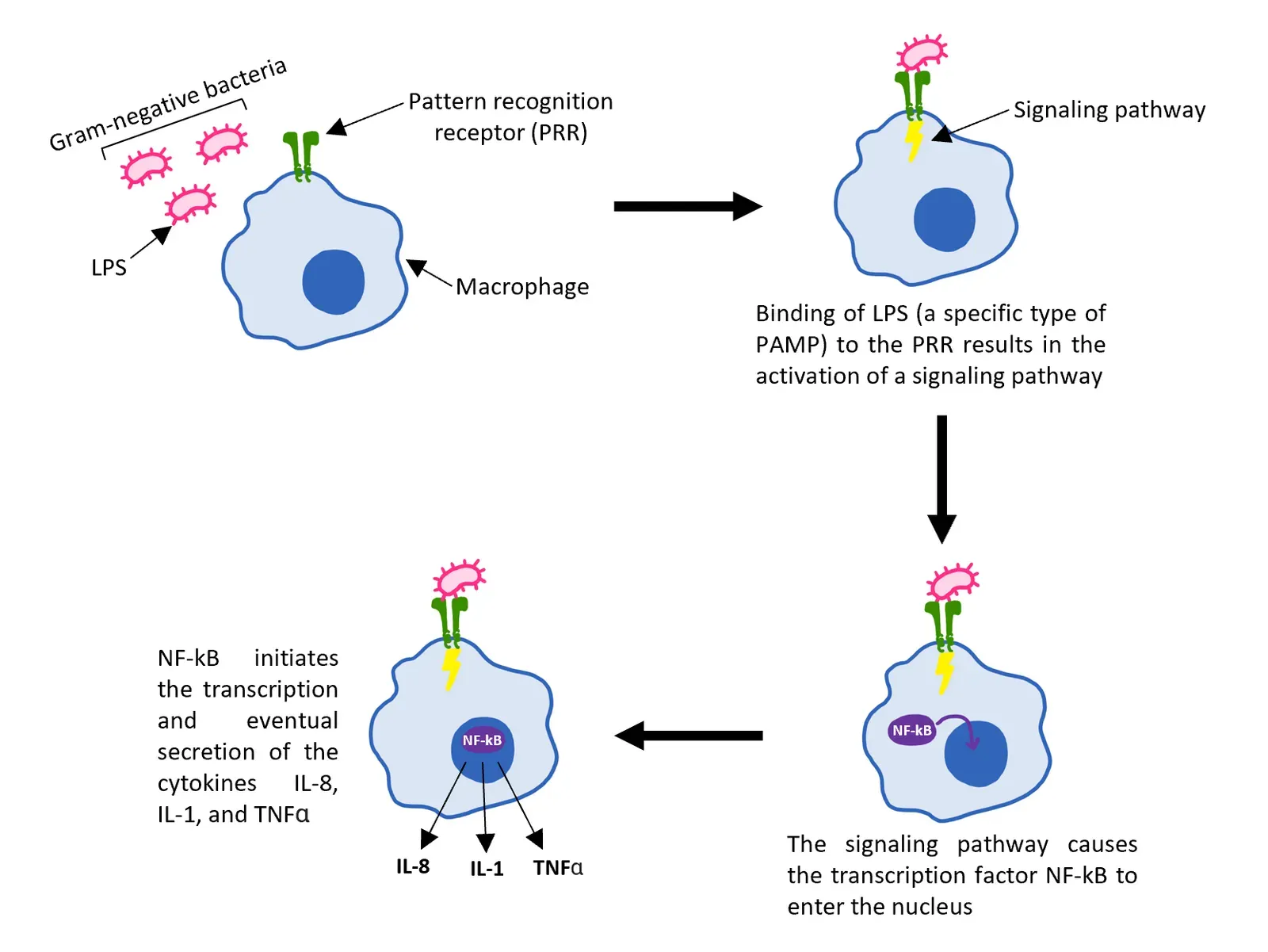 The Hidden Clues: How Your Immune System Knows Friend from Foe (Image Credits: Wikimedia)