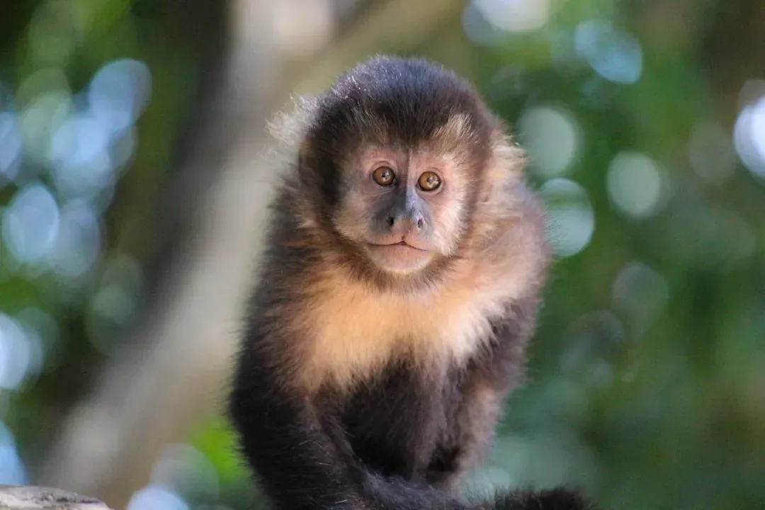 5. Capuchin Monkeys: A Sense of Fairness and Moral Outrage (Image Credits: Unsplash)