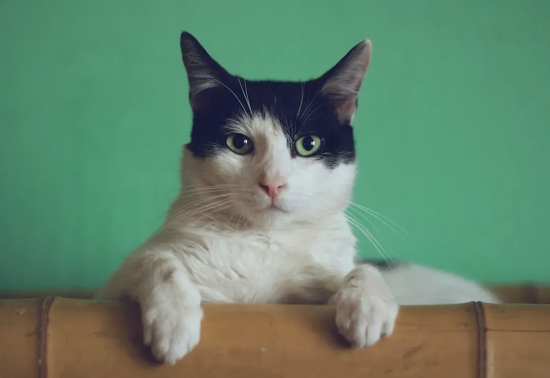 10. Cat – Everyday Acrobat In Your Living Room (Image Credits: Unsplash)