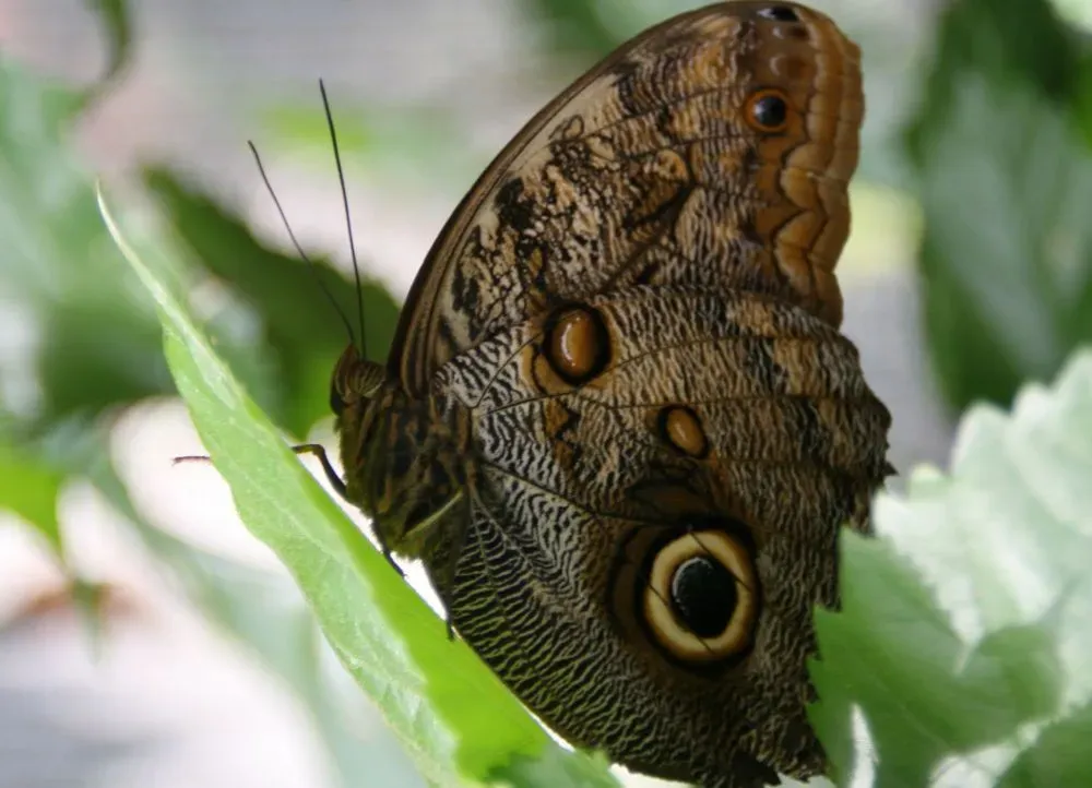 6. Owl Butterflies: Fake Eyes That Fool Predators (Image Credits: Wikimedia)
