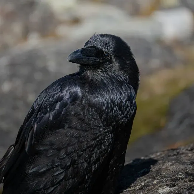 Conclusion: The Trickster You Thought Was Just a Bird (Image Credits: Pexels)