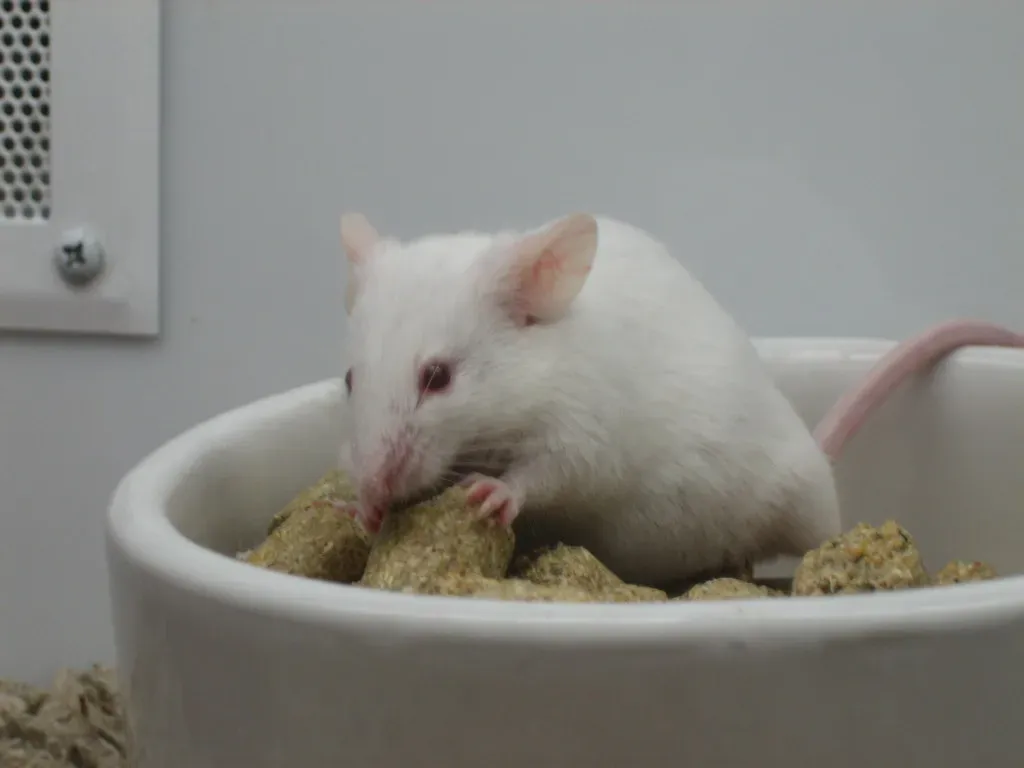 Mice Actively Try to Revive Their Unconscious Companions (ReneS, Flickr, CC BY 2.0)