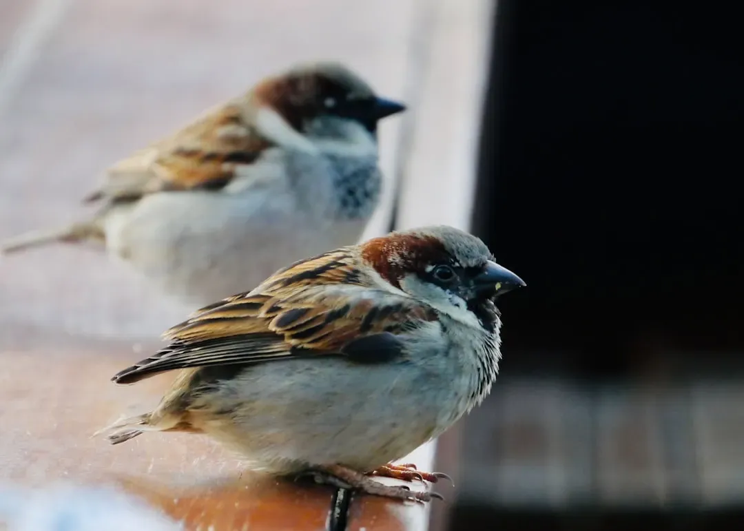 The Strange Feeling Of Being Singled Out By Birds (Image Credits: Unsplash)