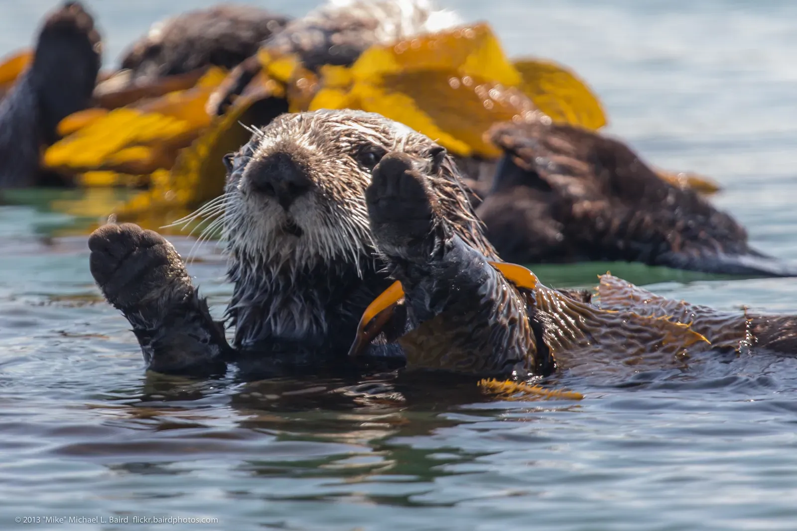 7. Their recovery is a test of what California really values on its coasts (Sea Otters (Enhydra lutris), from a raft of about 15,, CC BY 2.0)