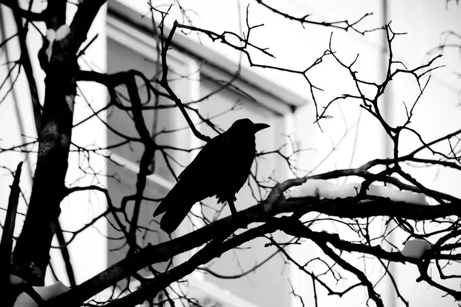 The Double Tap at the Window: How Folklore Reads the Sign (Image Credits: Pexels)