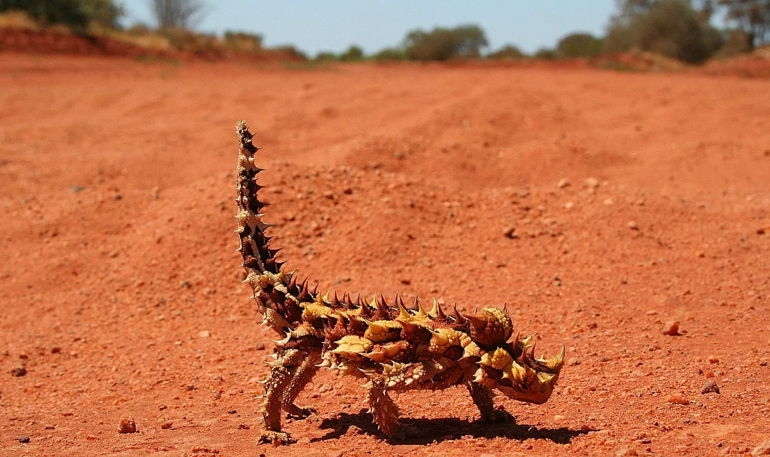 2. The Thorny Devil: A Lizard That Drinks Through Its Skin (By Bäras (talk · contribs), CC BY-SA 3.0)