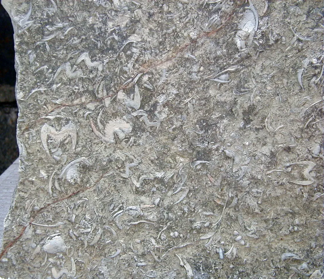 #7 Westgardia Gigantea Slab (Drepanura premesnili fossil trilobite tails in fossiliferous limestone (Kushan Formation, ~uppermost Middle Cambrian; Shandong Province, northeastern China) 3, CC BY 2.0)