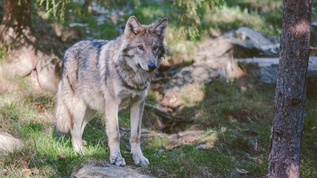 Gray Wolf: Reclaiming Lost Territory (Image Credits: Unsplash)
