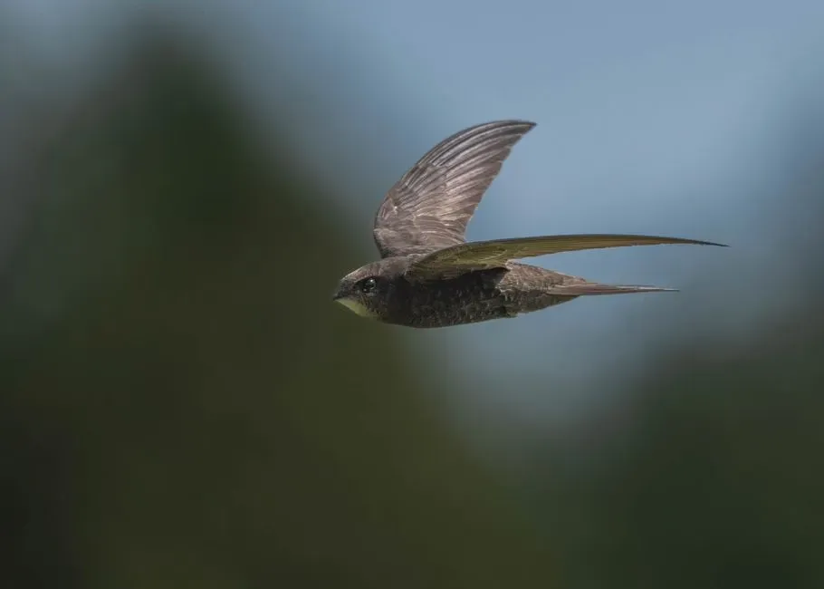 The Aerodynamic Secrets That Let a Swift Outrun a Falcon (Image Credits: Pexels)