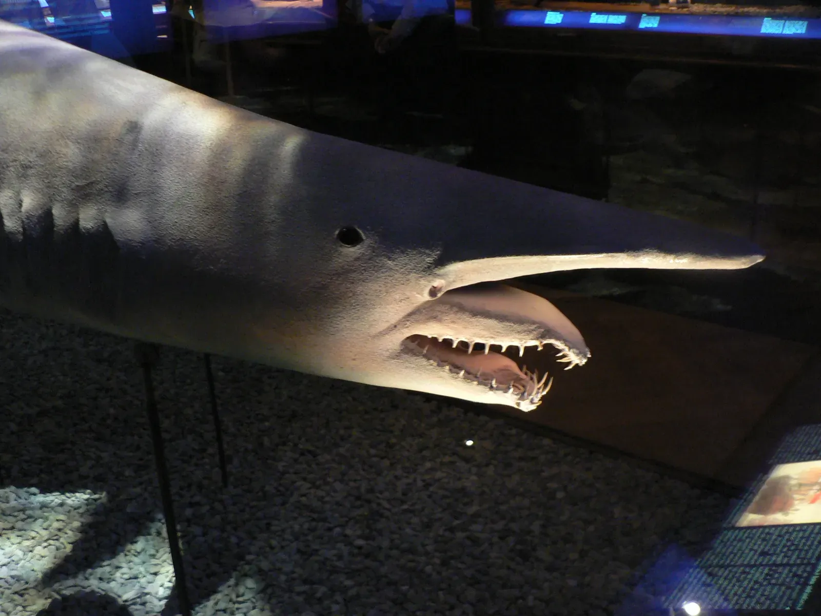 Goblin Shark: The Deep Sea’s Living Fossil (Image Credits: Wikimedia)