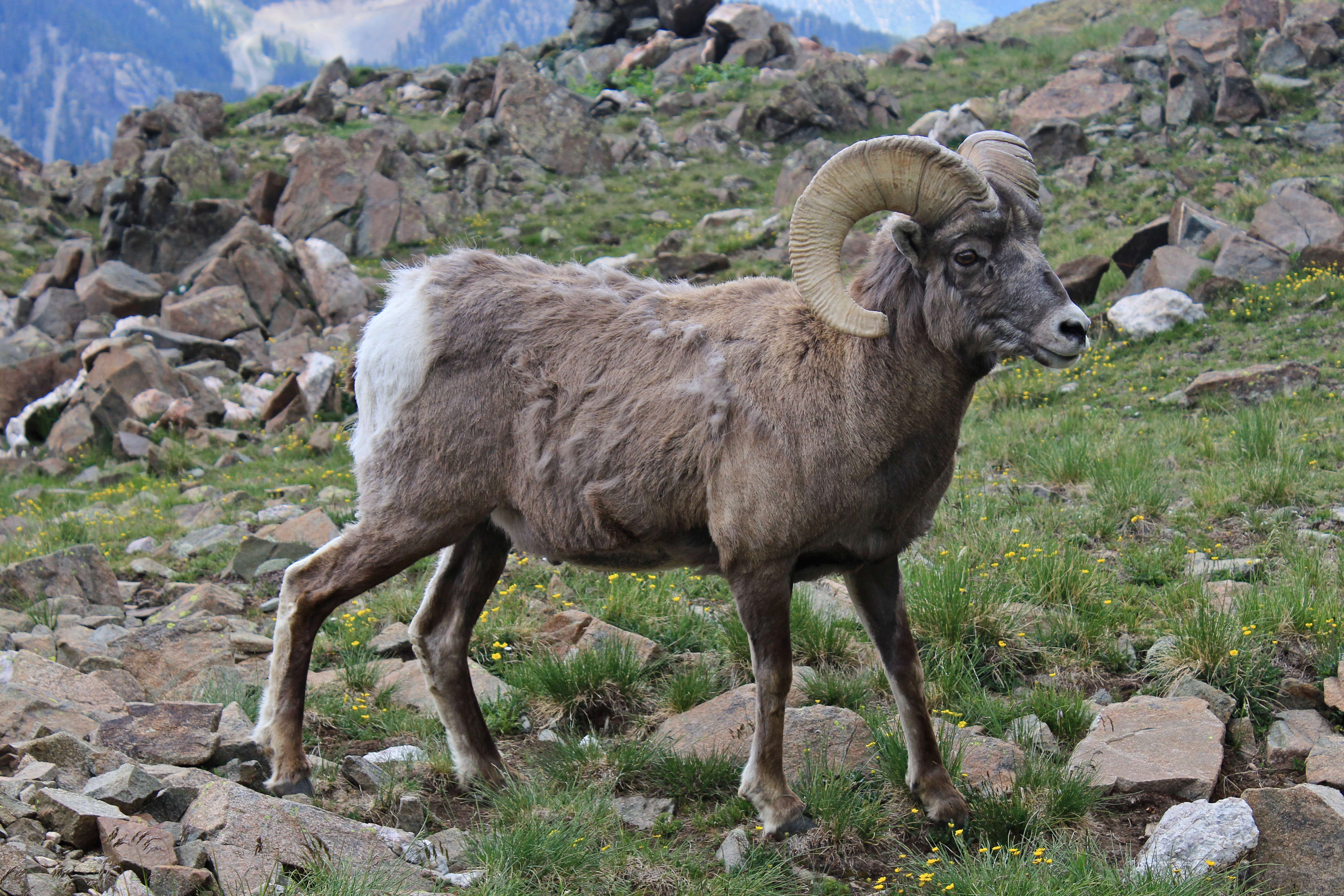 Capricorn: The Colorado Rocky Mountain Bighorn Sheep (Image Credits: Wikimedia)