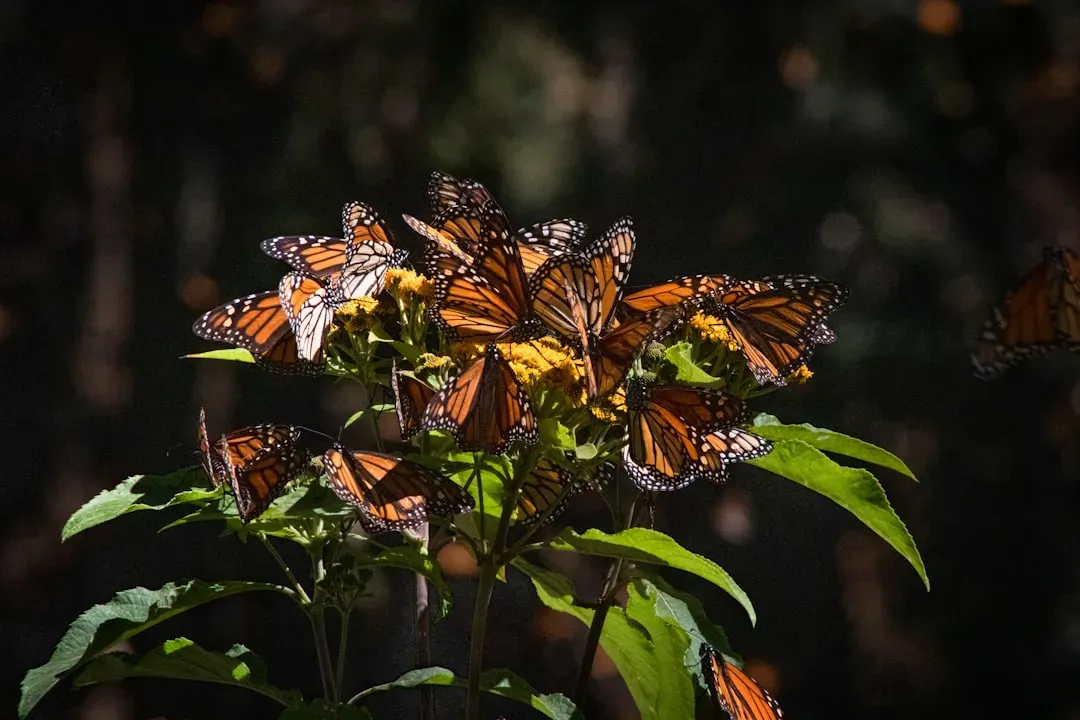 Migration Mysteries of Monarch Butterflies (Image Credits: Unsplash)