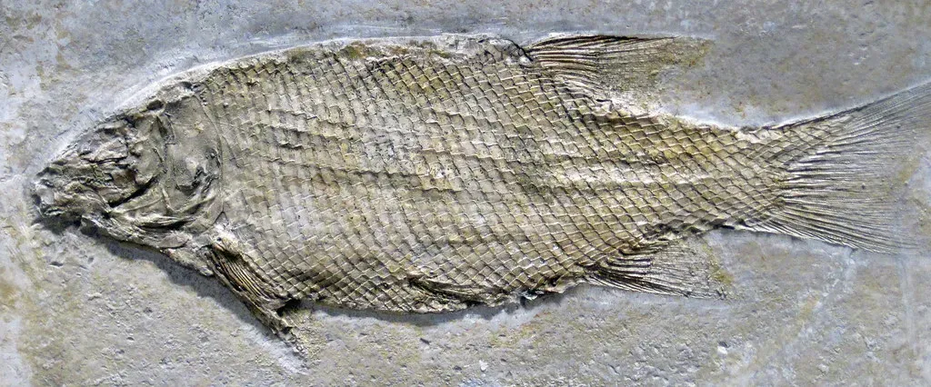 #9 - A Floating "Fish" Built On One Scale (James St. John, Flickr, CC BY 2.0)