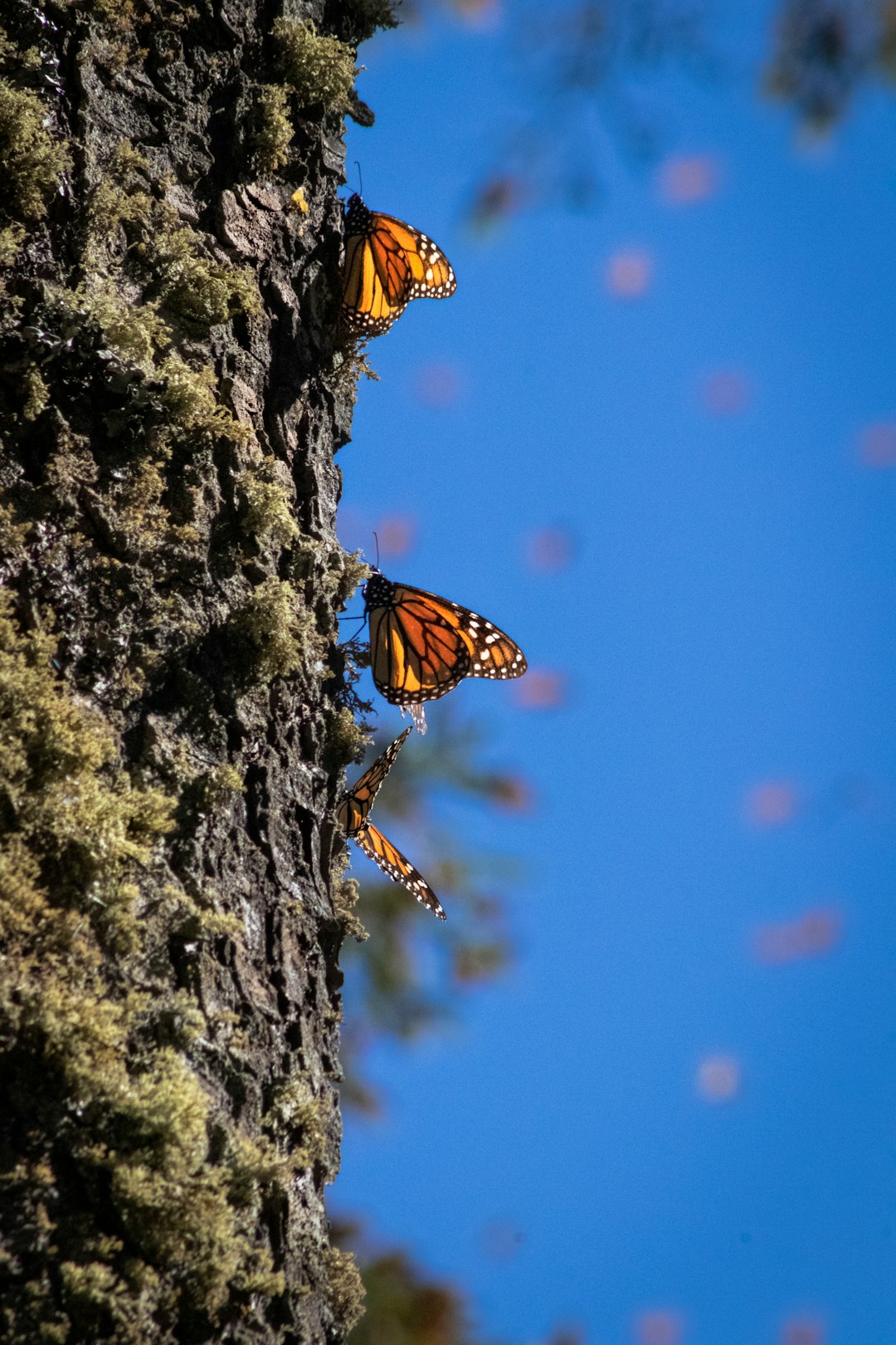 Point Reyes National Seashore, California (Image Credits: Unsplash)