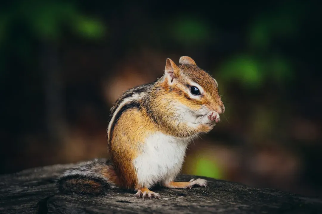 1. You’re Looking at a Ground Squirrel in Disguise (Image Credits: Unsplash)