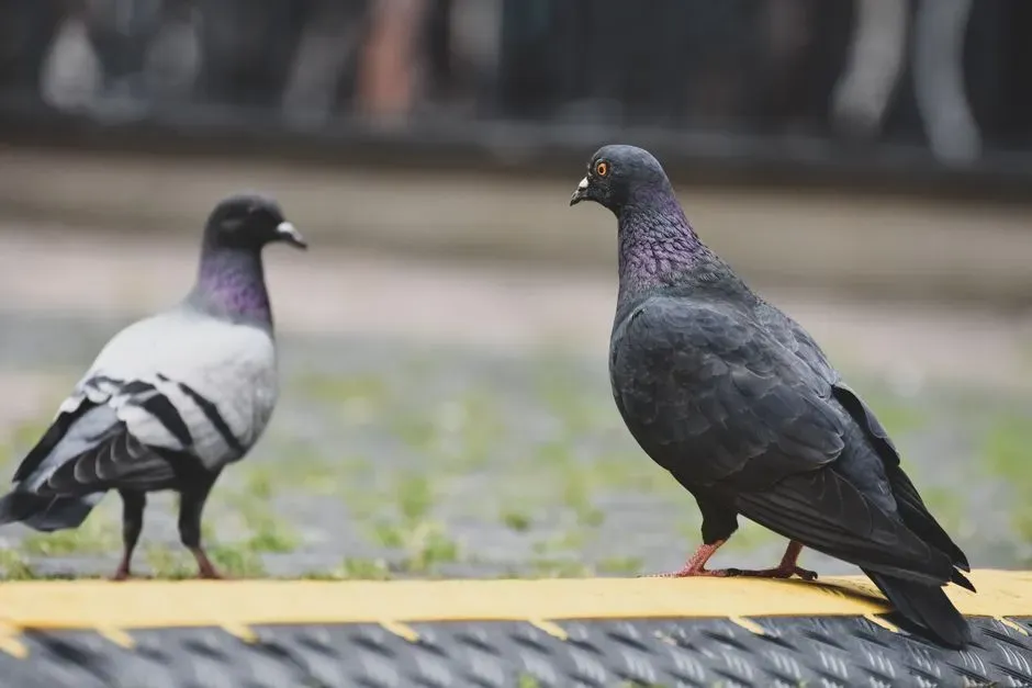 What Pigeons Teach Us About the Evolution of Minds (Image Credits: Pexels)