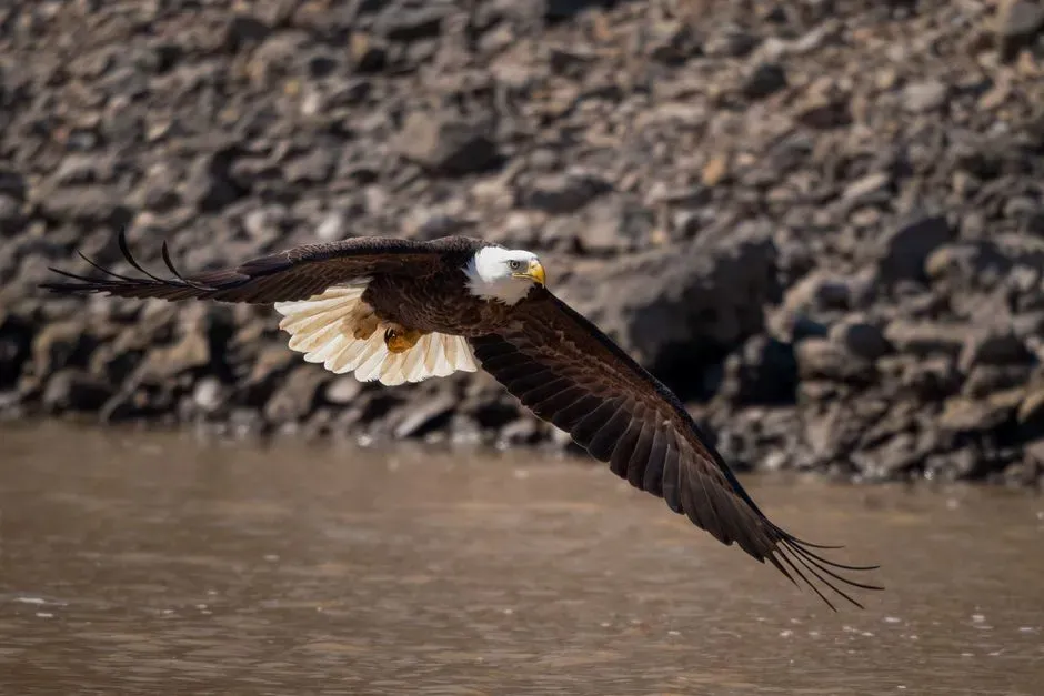 9. James River (Virginia) (Image Credits: Pexels)