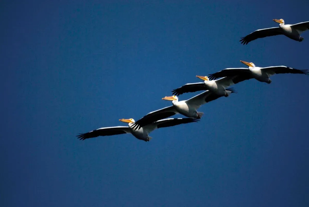 Maps in Their Minds: Landmarks, Smells, and Memory (Image Credits: Rawpixel)