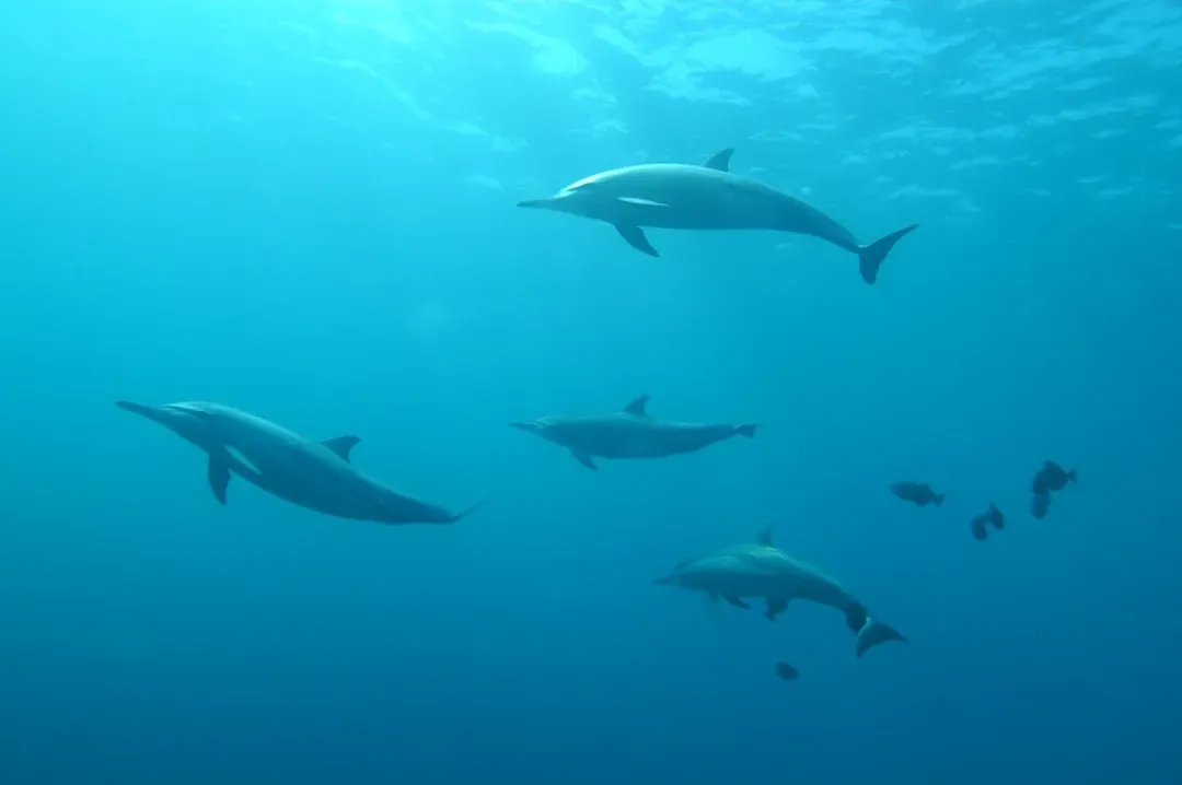 Dolphins Detect Pressure and Salinity Changes (Image Credits: Unsplash)