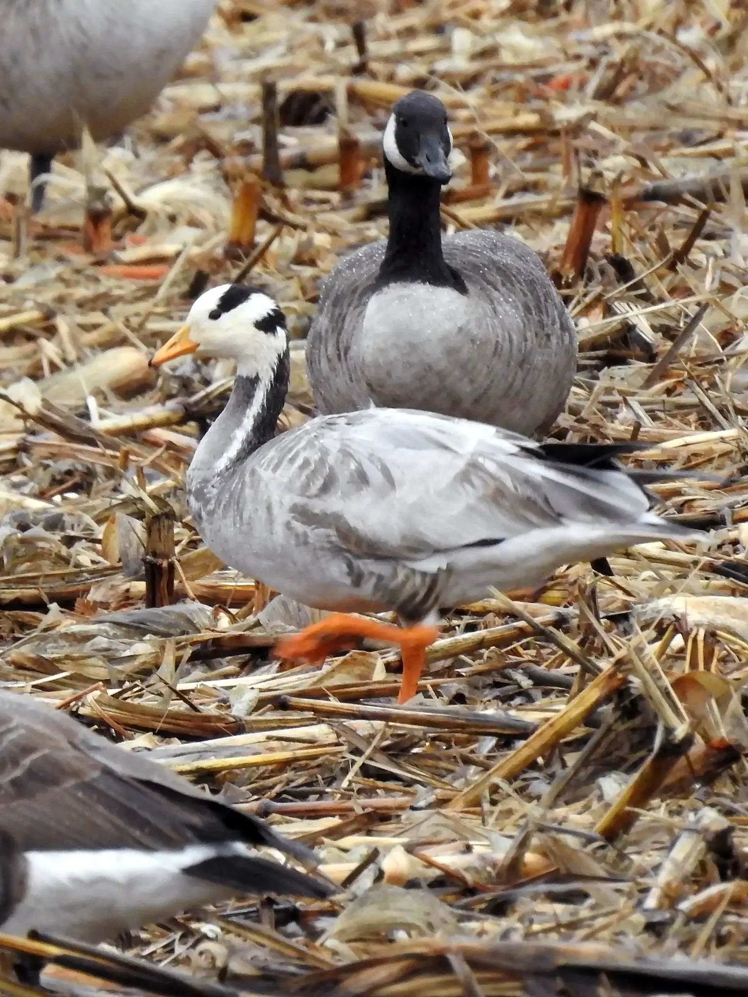 2. The Bar-Headed Goose Flies Over the Himalayas on the Edge of What’s Biologically Possible (Image Credits: Wikimedia)