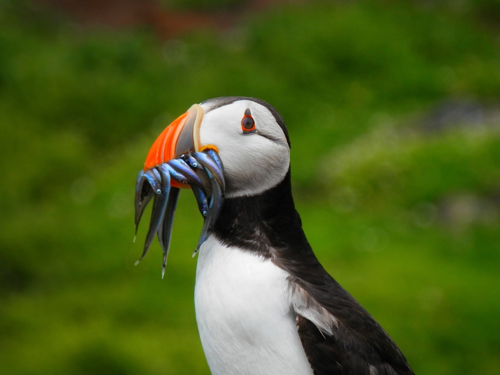 On the Water: Food, Fisheries, and a Warmer Gulf (Image Credits: Rawpixel)