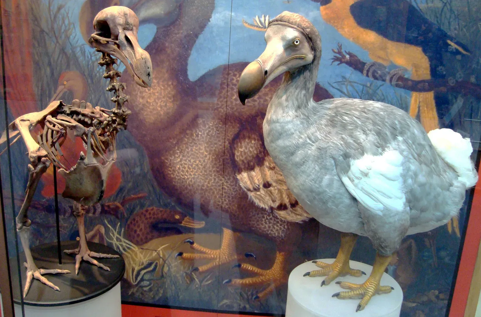 1. Dodo (Raphus cucullatus) (Oxford University Museum of Natural History ... dodo - dead apparently.Uploaded by FunkMonk, CC BY 2.0)
