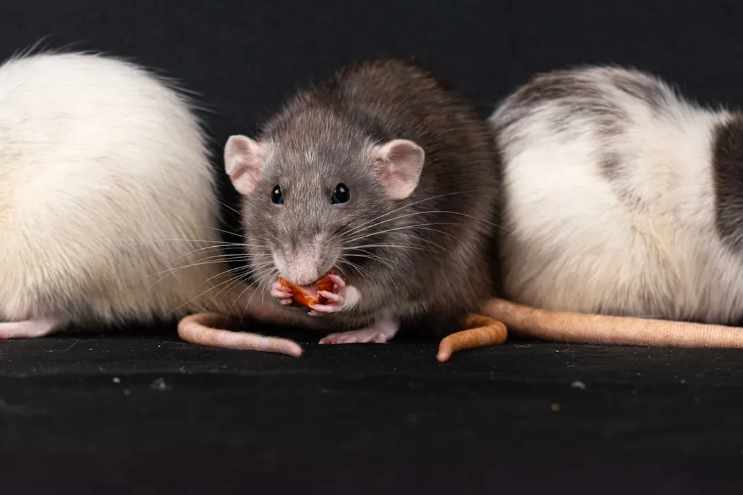 9. Rats Showing Empathy And Prosocial Choices (Image Credits: Unsplash)