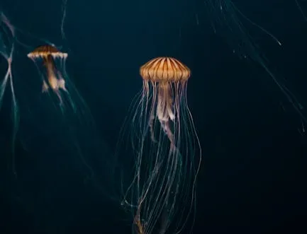 Conclusion: The Last Great Frontier Is Right Below Our Feet (Image Credits: Pexels)