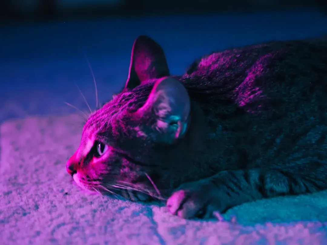 The Truth About Cats and Ultraviolet Vision (Image Credits: Unsplash)
