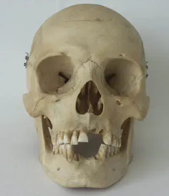 #5 - The Nose Opening Hints at Ancestry Before Anyone Says a Word (CC BY-SA 3.0)
