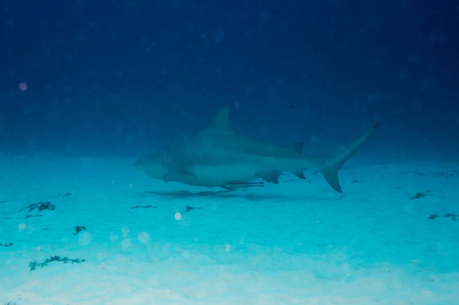 Understanding Bull Sharks: Why They Feel So Close To Home (Bull Shark. Playa Del Carmen, MX., CC BY 2.0)